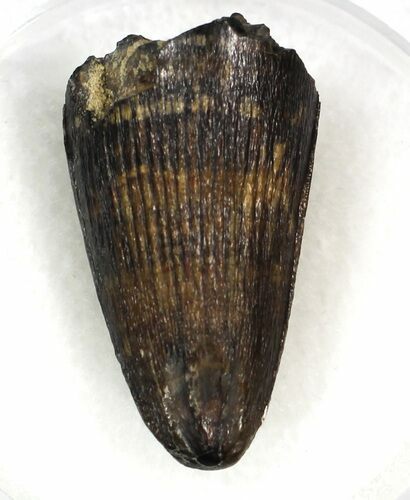Nice Deinosuchus Tooth - Javelina Formation, Texas #33211